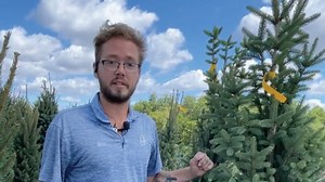 Brad, our tree expert, shares his favorite evergreens for our area! | Gertens