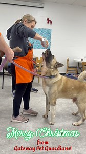 Merry Christmas from Gateway Pet Guardians! 🎄 Our staff & volunteers surprised our shelter pups with presents & treats today, all personally wrapped by the 5th grade class at Pond Elementary. 🎁🐾 Just a reminder, we’ll be closed tomorrow, 12/26, but will reopen for our normal walk-in & foster hours on Saturday, 12/27 from 9–3! 🔖 Please Note: We will be closed to the public December 26, 31 & January 1st! 📍725 N 15th St, East St. Louis, IL 62205 www.gatewaypets.org | Gateway Pet Guardians