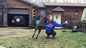 155K views · 4.7K reactions | This dog's special trick is adorable. 12/10 for uniqueness! More tricks to teach your dog: bit.ly/AKCDogTricks | American Kennel Club | Facebook