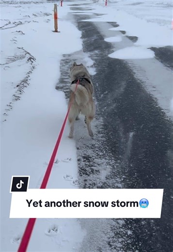 Siberian Husky Enjoys Snow During Winter Storm