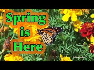 Spring is Here - Preschool Song