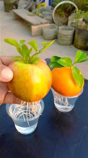 Learn to propagate orange & apple plant at same time | 100% Success tips #reels #garden