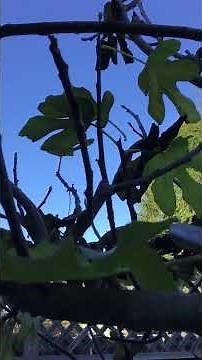Fig Tree Maintenance-Removing Old Leaves by The Gardening Tutor-Mary Frost