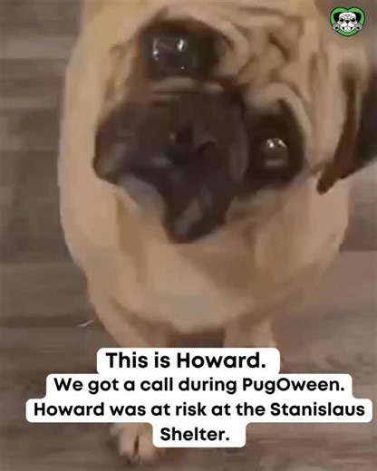 Meet Howard! He’s a beautiful loving special needs pug. He thinks he’s just special - as do we! Howard is blind. But is navigating happily at his Foster families home. He’s available now for adoption. #pug #rescuedog #rescuepug #rescue #rescuedogs #rescueismyfavouritebreed #blindbutnotblind #tinypawspugrescue | Tiny Paws Pug Rescue