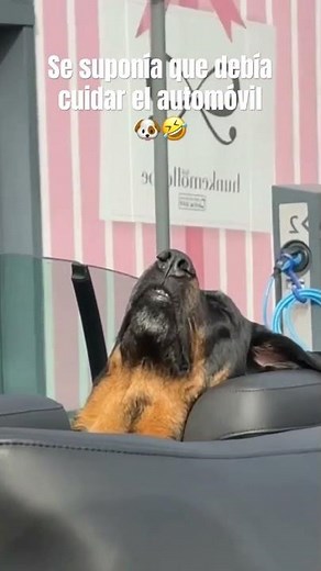 Cuando te duermes en el trabajo 🐶🤣 #viralvideo #funny #dog #perros
