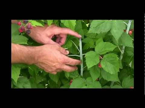 How to Maximize Black Raspberry Production: Identifying Canes & Pruning Tips
