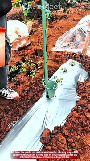 Innovative Planting Process Funnel Transplanter for Results in Mulch Beds