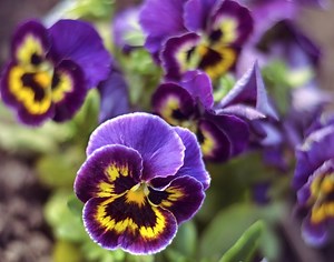 Top 16 Easy Flowers Anyone Can Grow