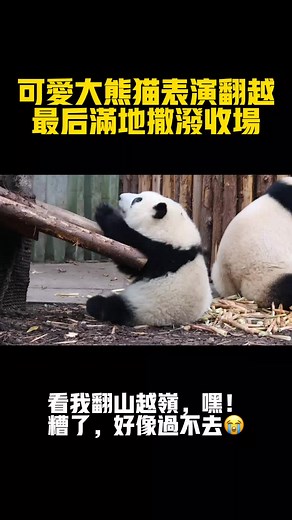 Playful Pandas Engaging in Outdoor Fun