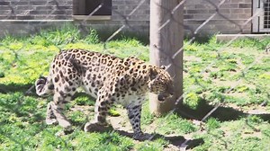 'Cruise the Zoo' ticket availability restored after high demand shut down reservations for Cleveland Zoo's drive-through experience