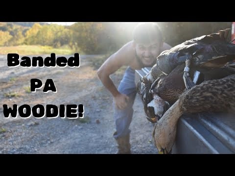 PA EARLY SEASON DUCK HUNTING WITH A BANDED WOOD DUCK! | PA Duck Hunting 2024-2025