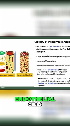 2-Minute What Are Astrocytes? #shorts