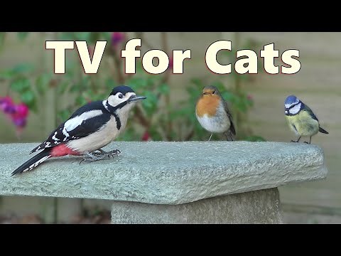 Birds for Cats to Watch ~ 4K Cat TV Bonanza ⭐ 8 HOURS ⭐