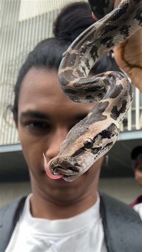 Abhirup Kadam|Wildlife Rescuer on Instagram: "SEASONS FIRST BABY PYTHON!!!! The hatching season is ON at this time of month most of the snake eggs hatch and we usually find baby snakes slithering around, beware these guys are just babies and can do mistakes act mature around them DO NOT TRY TO PET THEM OR TOUCH THEM. It can get worse in some cases. . . . . . . . #reels #explore #nature #snake #python #rescue #wildlife"