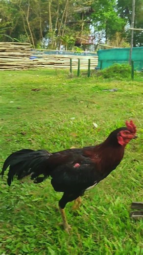 Aseel From India / Best Quality fighter Aseel #birds #shorts