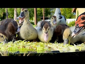 Muscovy Ducks and Ducklings | Hungry Ducklings Eat Greedily