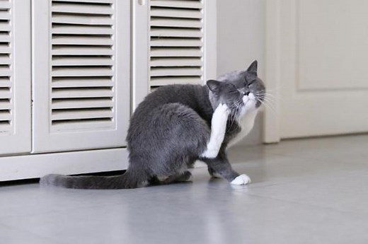 Gato se coçando muito: 8 causas e seus tratamentos específicos