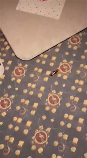 🚨 Panic in Restaurant — Girl Freaks Out Over ONE Cockroach! #viral #shorts #shocking #trending