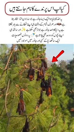 This Is the ONLY Flying Mammal on Earth 😱🦇 ##BatFacts#AmazingNature#DidYouKnow#AnimalFacts