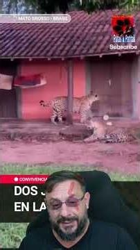Two jaguars outside a house on the Araguaia River? #biologohenrique #animals #biologist