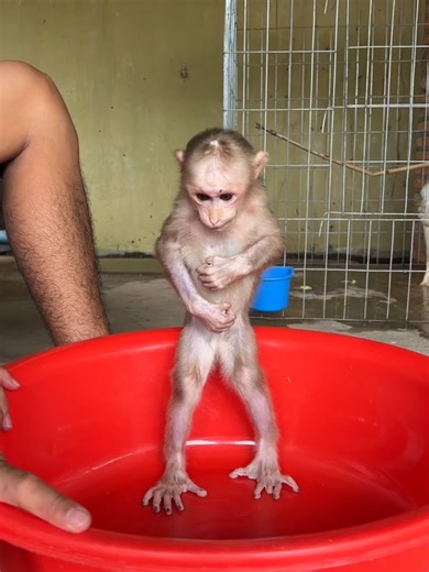 Successful Bipedal Training for Baby Monkey