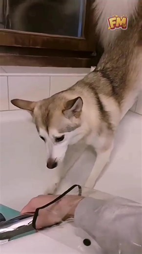 Dogs vs Bath Time 😂🐶