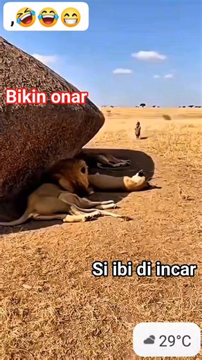 The King and the "Spiky Snot" Leo the Lion was a professional poser. He spent 90% of his day grooming his majestic mane and the other 10% practicing his "terrifying" roar in the river’s reflection. He was the King, and he knew it. #funny #storytelling #polyglot #humor #foryou #global #contentcreator #trending #supporteachother | Lombok Kreator