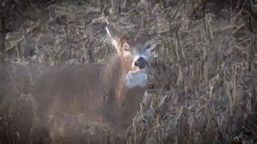 Ozonics Hunting TV Spot, 'Number of Deer'