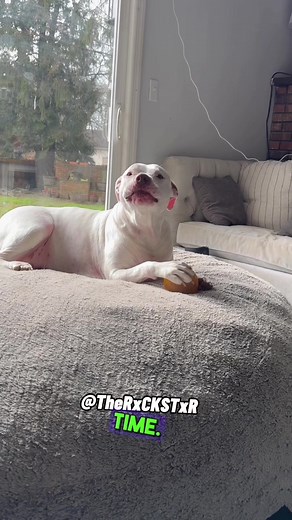 Funny Talking Dog Video with Dog Voice Over