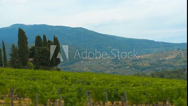Tuscan countryside passing by: vineyards, cypress trees and rolling hills. Winding road passing through verdant tuscan landscape, revealing lush vineyards, iconic cypress trees, and gently hills