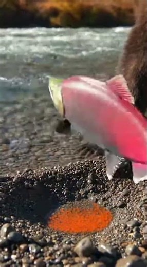 🐸 The Unlikely Ascent of the Vaulting Toad#NatureSurprise #ToadLife #BasementAdventure