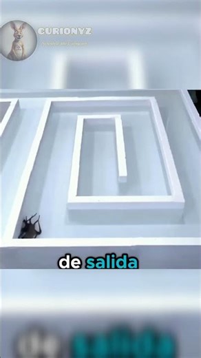 Los pulpos pueden salir fácilmente de un laberinto