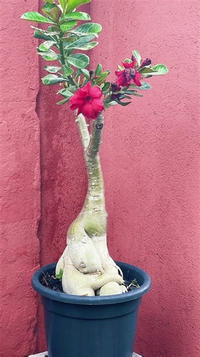 ROSAS DO DESERTO 🌸 | Tudo Sobre o Adenium — Cultivo, Cuidados, Florescimento e Dicas Essenciais