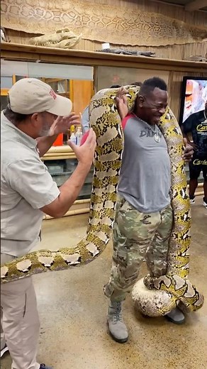 Carrying a giant 20 foot snake aint easy 🐍 😱 even he was shocked at how heavy and strong he was!