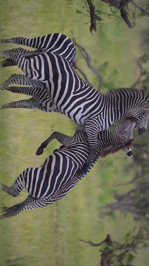 Mikumi National Park! - min Serengeti, the park is located 301km away from Dar Es Salaam city centre. It’s known for its diverse wildlife, including giraffes, elephants, lions, and zebras. If you’re planning to visit the park, it is accessible by Direct Flight from Zanzibar and you may consider taking a guided safari tour to learn more about the local plants and animals. There are several lodges and campsites in and around the park where you can stay overnight, as well as restaurants and shops w