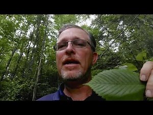 Fifteen Minutes in the Forest: Tree ID in the Piedmont Part 1