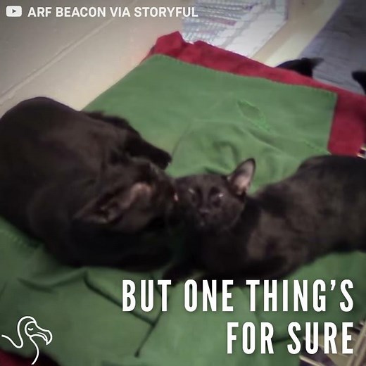 There Are Way Too Many Black Cats In Shelters