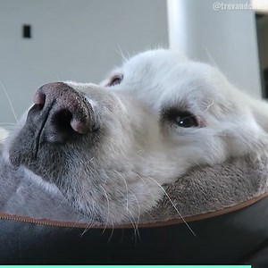 319K views · 7.7K reactions | Our boys review MEMORY FOAM dog beds  | TmarTn | Facebook