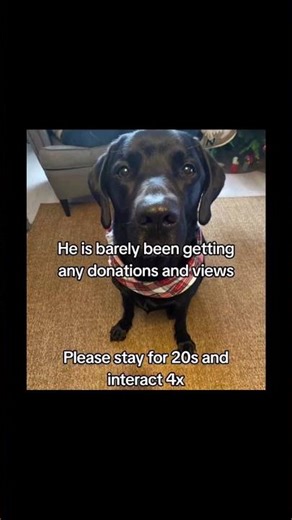 Save Leo a loving dog diagnosed with cancer. He needs $2000 for his surgery link in bio to donate