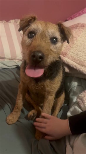 The reality of setting off fireworks!!!! This has been Jess every night about 6pm till well after bed time since NY. We made massive progress with her desensitisation over bonfire night but one was super close to my flat and she’s went right back again. Too many dogs, wildlife and people are terrified of the noise, how ignorant can people be? So many dogs have lost lives including beautiful Karma last year, enough is enough!! If you let fireworks off right next to people’s houses, in day light o