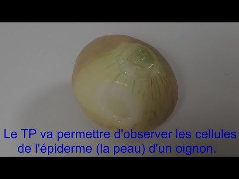 TP Biologie Cellulaire S1 ( Observation des cellules d'oignons 🧄)