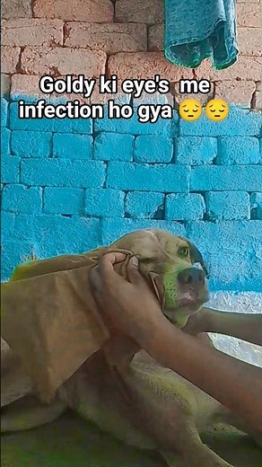 Poor Dog Eye Infection | Pet Care & Healing###