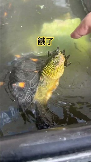 日常逗龜 #台灣 #斑龜 #龜 #寵物 #大自然 #生態 #鄉村 ‪@llc_turtle‬