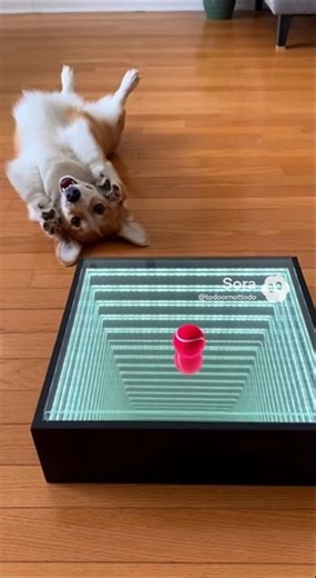 Corgi vs. Infinity Mirror: Where Did My Ball Go? #dogfail #opticalillusion