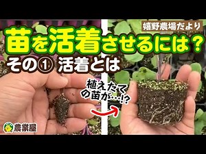 【根っこを育てる！】苗を活着させるポイント その1【農業屋】
