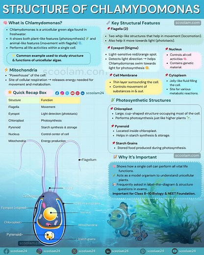 structure of chlamydomonas | Scoolam Foundation