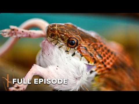 Silent Strike: Australian Snake Hunts Its Prey 🐍🎯 | Deadly Austrialians 103 + 104