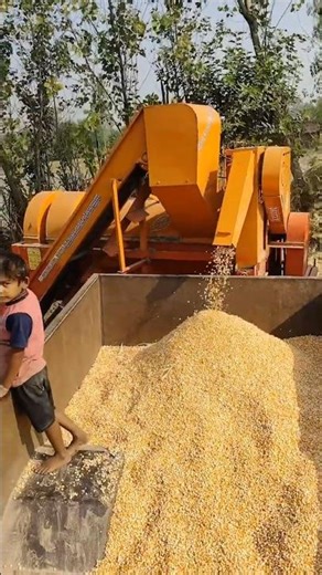 Mecca thresar ll Chaudhari katesar ll new thresher machine ll Akhtari Mecca thresar