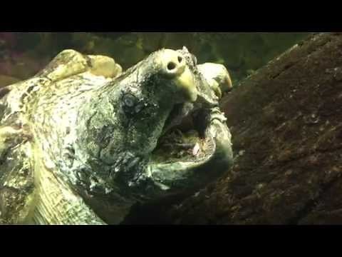 Alligator Snapping Turtle Tongue