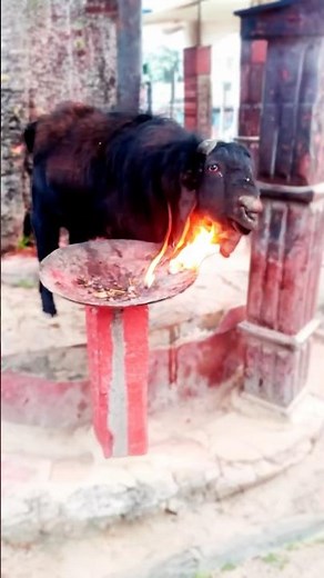 Why Goats Set Themselves on Fire: An Unusual Survival Strategy